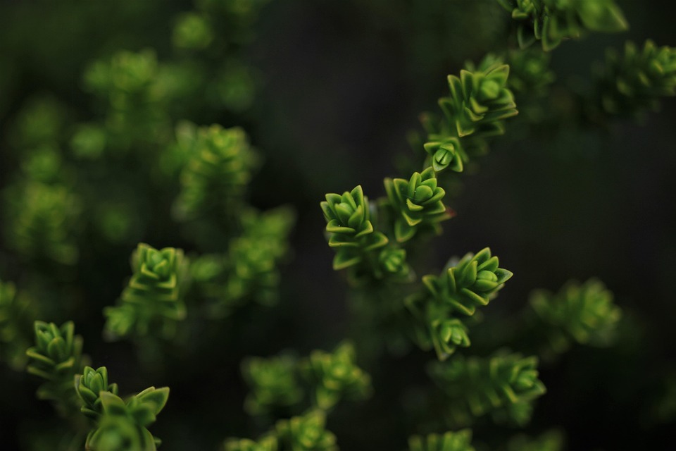 Sezzle vs. Afterpay: Which Buy Now, Pay Later Option is Best?