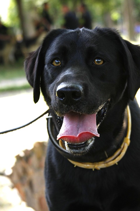 Simplify Your Payment Processing with Merchant Services