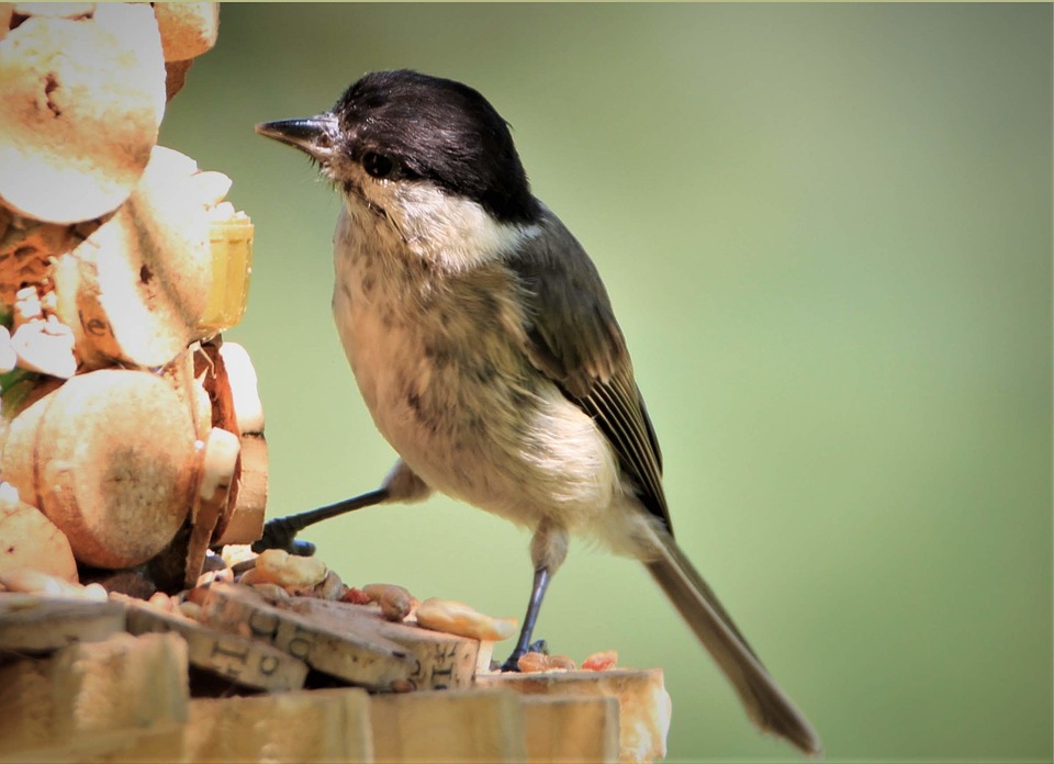 Understanding Sezzle Fees and Interest (or Lack Thereof)